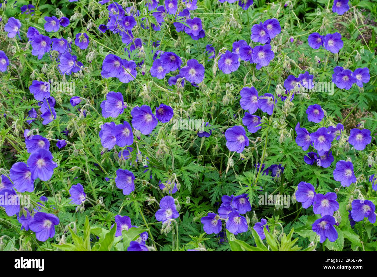 Lila Wildblumen blühen im Frühling Stockfoto