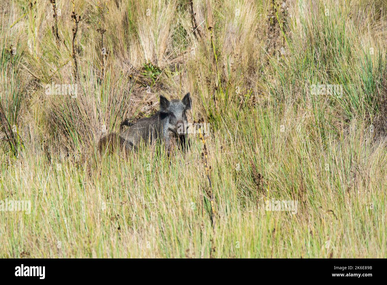 Wildschweinmutter und -Kalb, Hochland-Grasland in Pampa de Achala ...