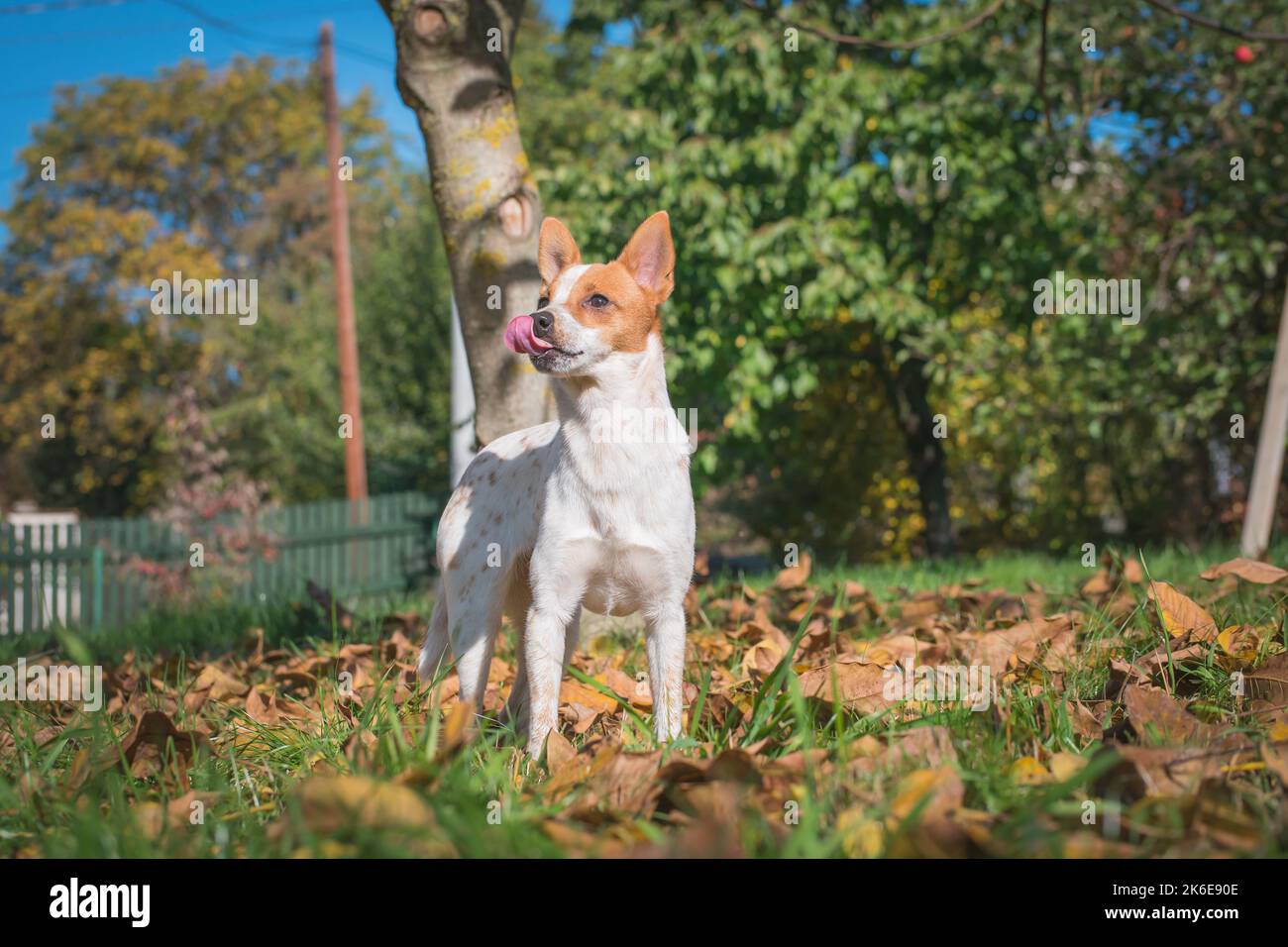 Porträt von Jack Russell Terrier Mischlingswelpe im Garten mit der Zunge heraus. Kleine Hundekreuzung wartet auf das Spiel. Stockfoto
