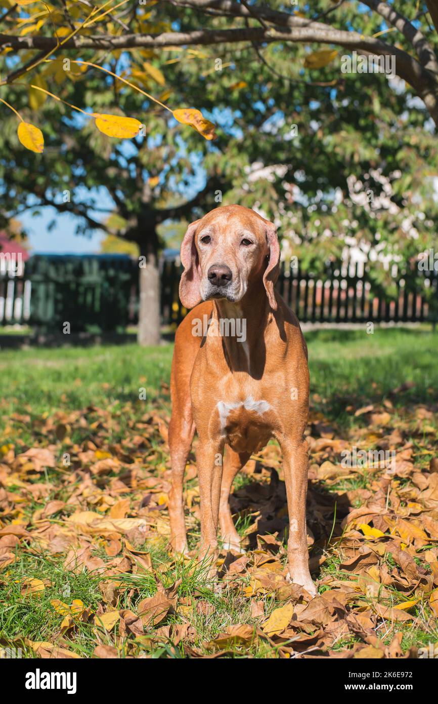 Jagdhund-Porträt. Ungarische Vizsla Kreuzung. Familie Haustier, sondern auch perfekte Jäger und Zeiger. Im Herbstgarten. Gemischte Rasse. Stockfoto