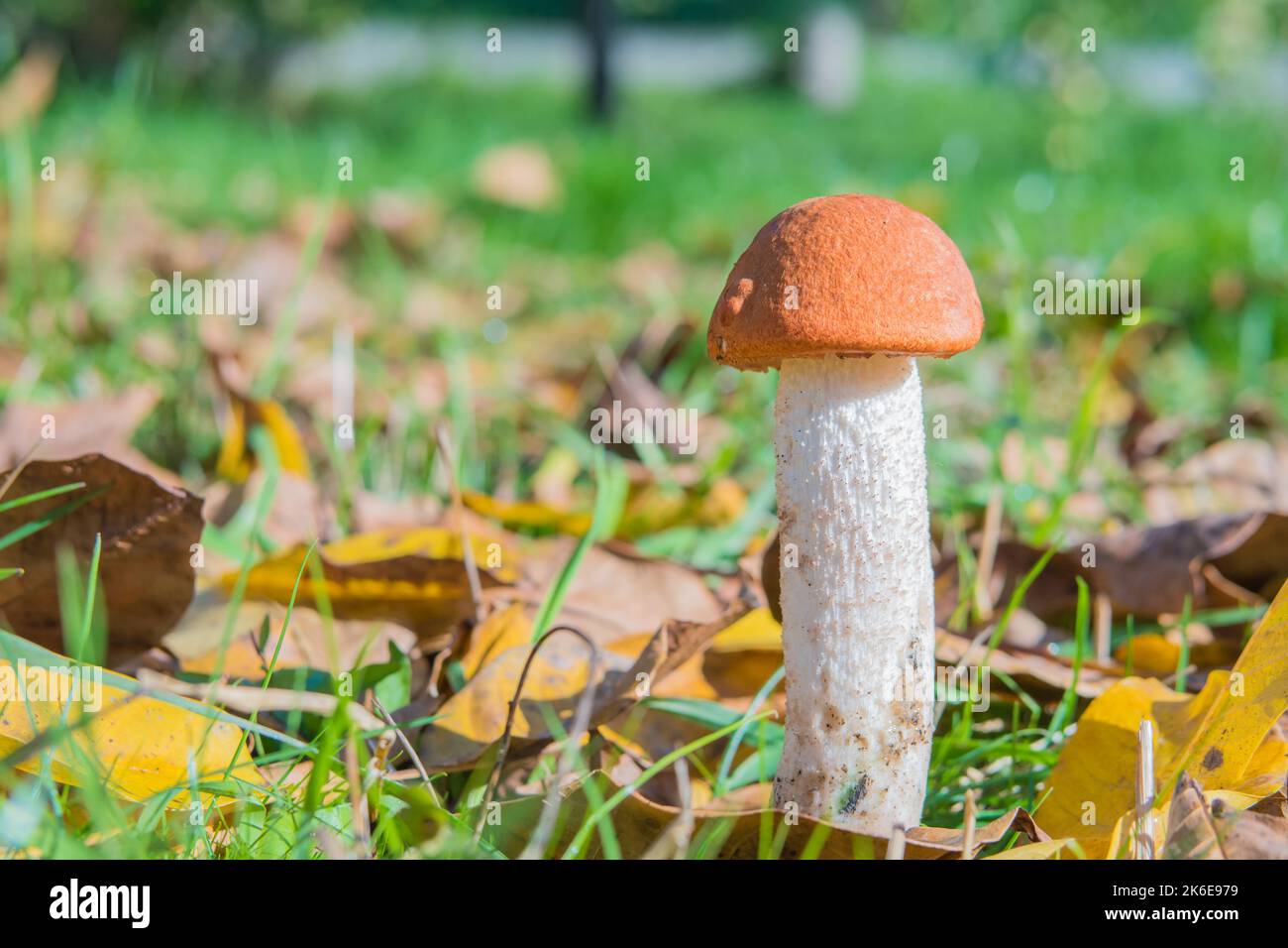 Leccinum albostipitatum oder aurantiacum. Rote Kappe oder orangefarbener Kappenpilz. Pilz in der Natur auf der Wiese. Platz für Text kopieren. Stockfoto