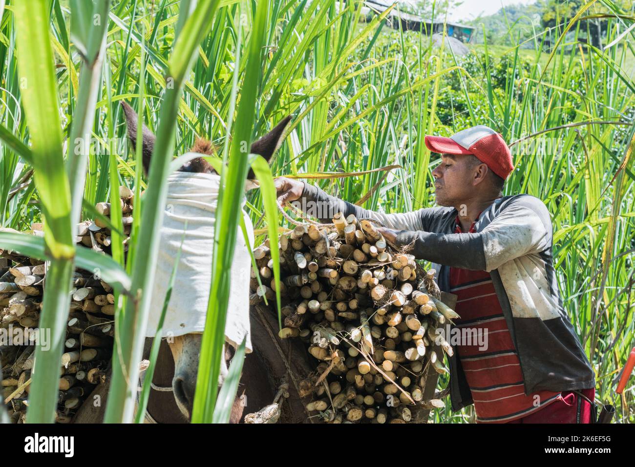 Kolumbianischer Muleteer sichert sich mit einem Lasso die Ladung Zuckerrohr auf seinem Maultier, mitten in einem Zuckerrohrfeld. Brauner lateinischer Mann, der die Ladung vorbereitet o Stockfoto