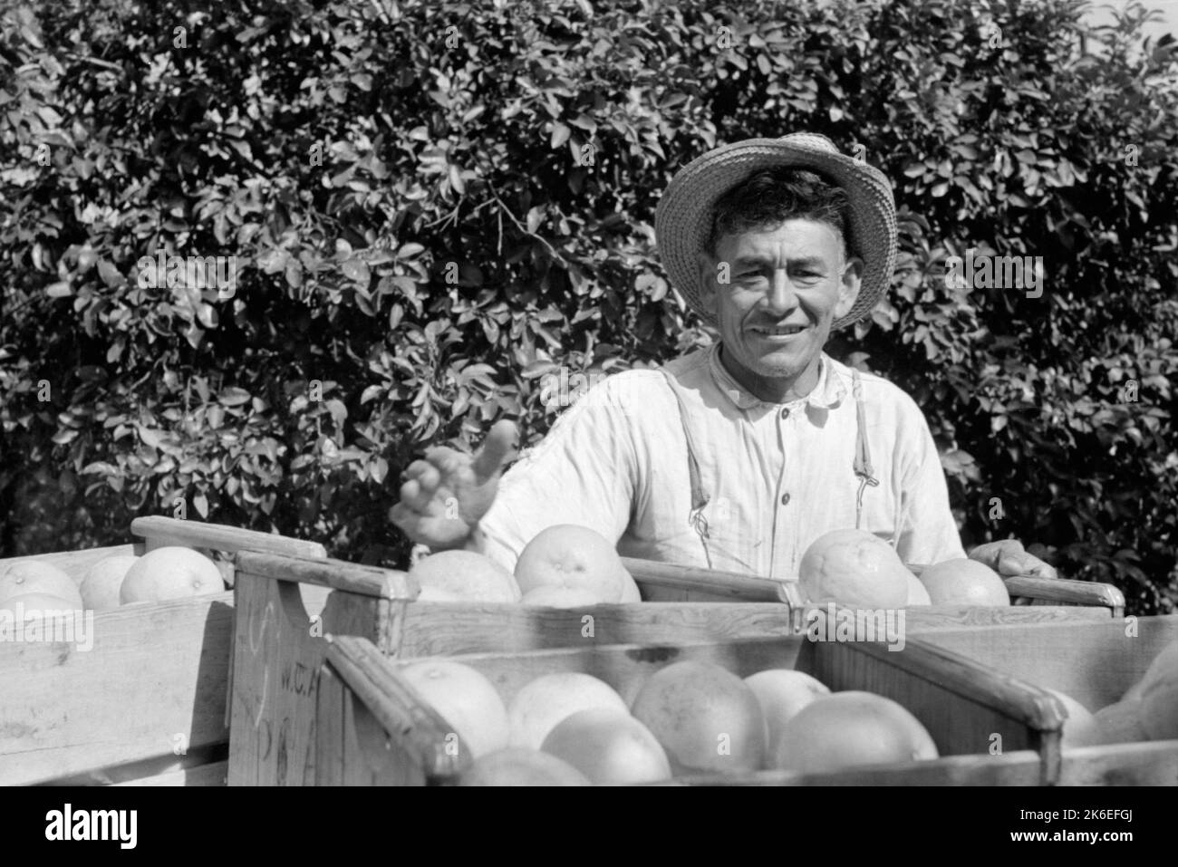 Mexikanischer Grapefruitarbeiter in der Nähe von Weslaco, Texas, USA Stockfoto