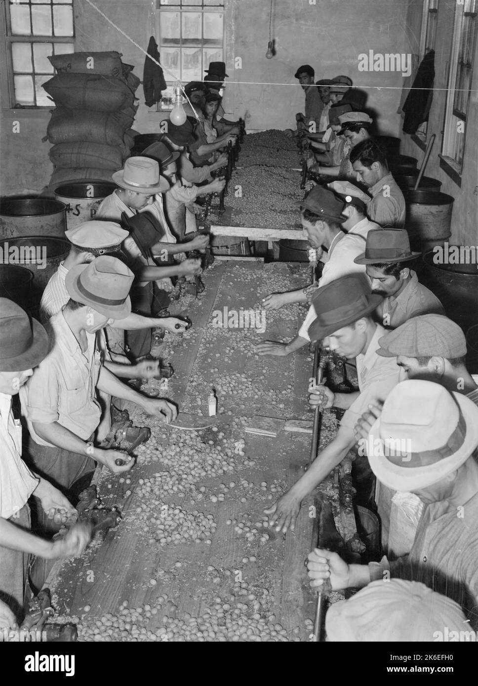 Mexikanische Pekannüsse knacken Nüsse. Ca. 1939, San Antonio, Texas, USA Stockfoto