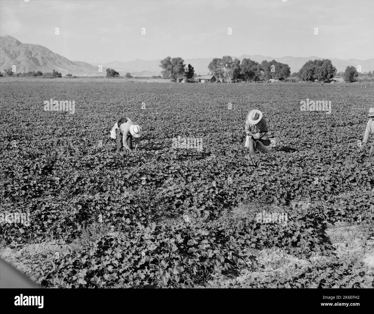 Mexikanische Landarbeiter in einem Cantaloupe-Feld. Imperial Valley, Kalifornien, USA. Foto von Dorothea lange ca. 1938, Fotograf Stockfoto