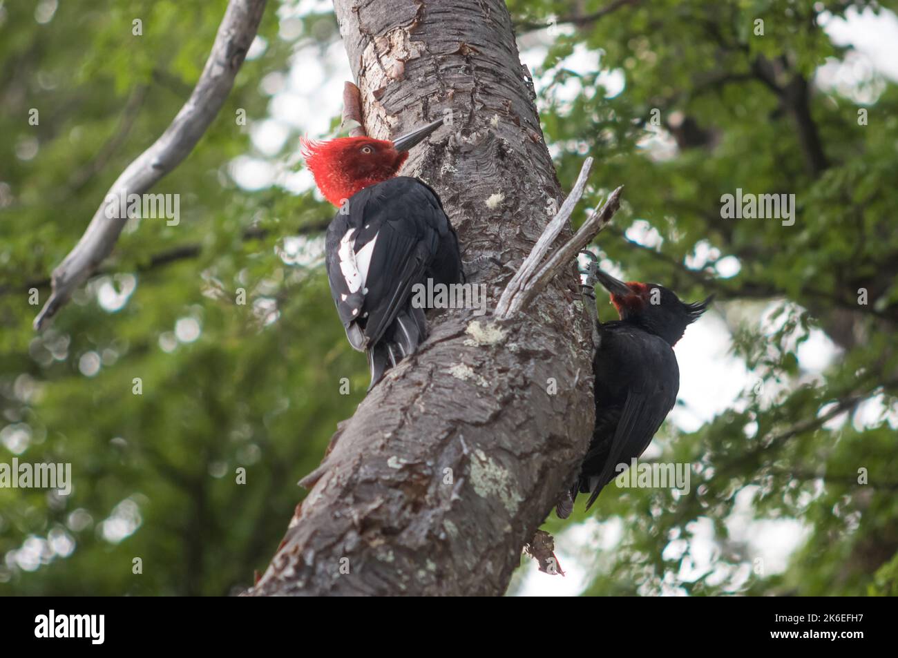 Magellanic Woodpecker ,weiblich ,Campephilus magellanicus.in Patagonia Forest environment,Los Glaciares National Park,Patagonia Argentina Stockfoto