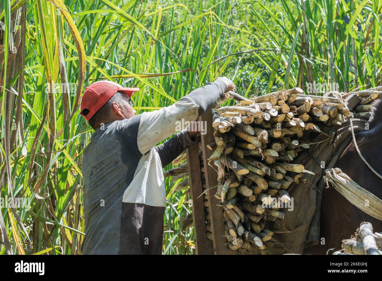 Muleteer, der im Sonnenschein eines Sommertages arbeitet und sein Maultier mit frisch geschnittenem Zuckerrohr beladen hat, das zu Panela verarbeitet werden kann. Mann aus dem Escope Stockfoto