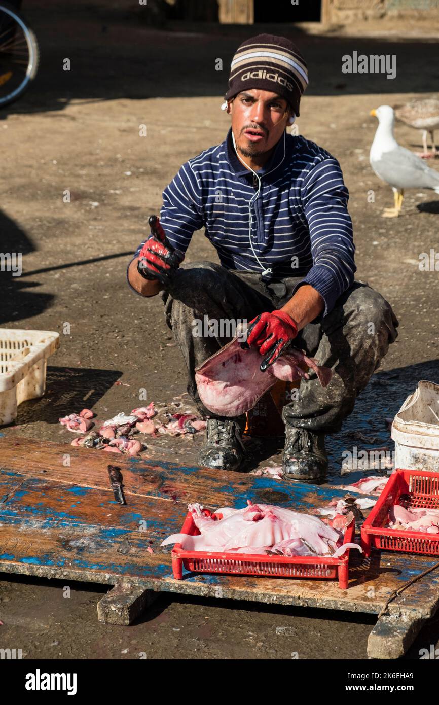 Fischer reinigt seinen frischen Fischfang im Hafen von Essaouira, Marokko, Nordafrika Stockfoto