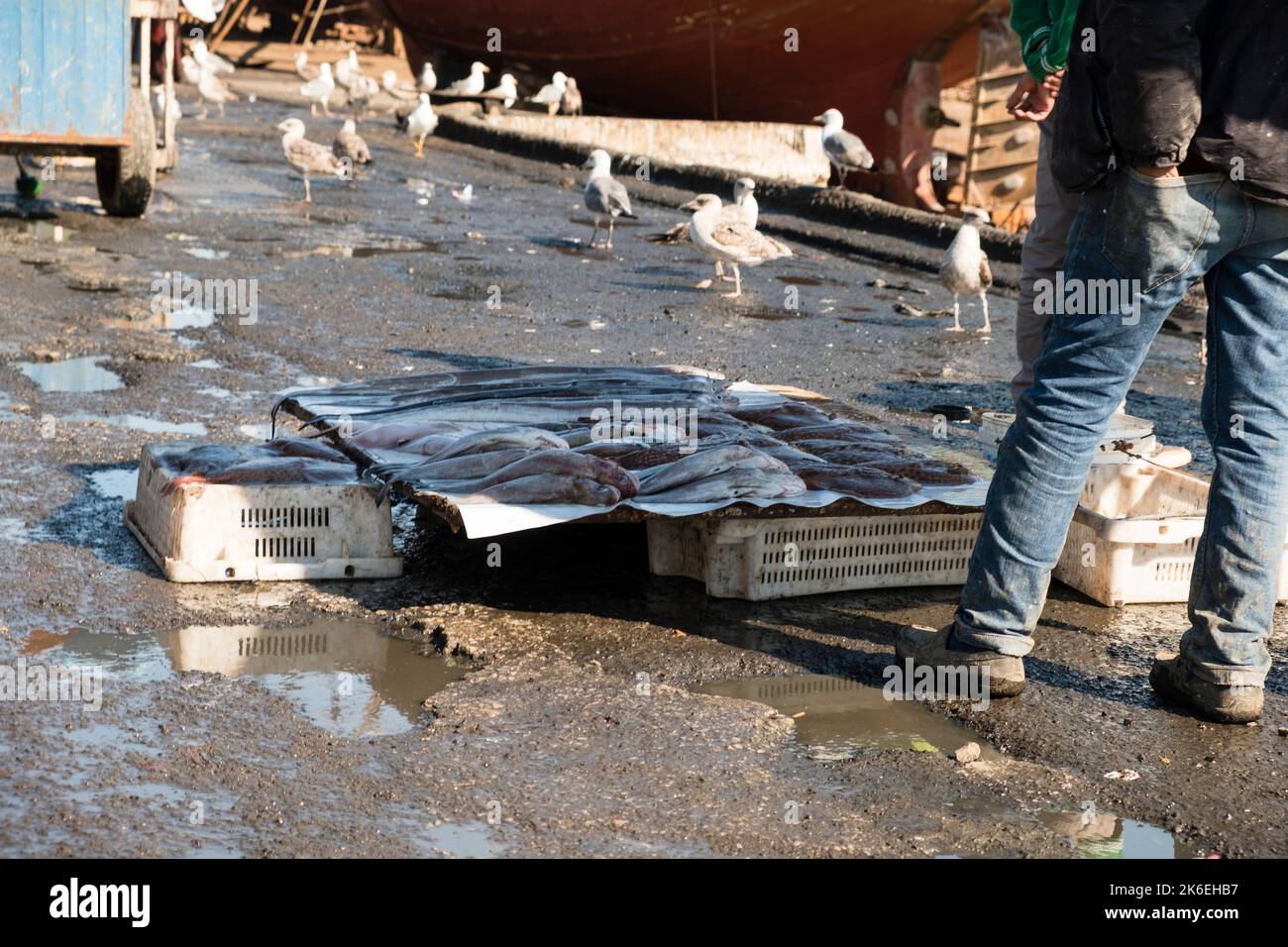 Fisherman zeigt einen frischen Fischfang in den düsteren Straßen des Hafens von Essaouira, Marokko, Nordafrika Stockfoto