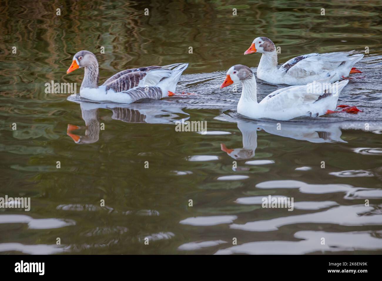 Enten schwimmen auf See in Florida, USA Stockfoto