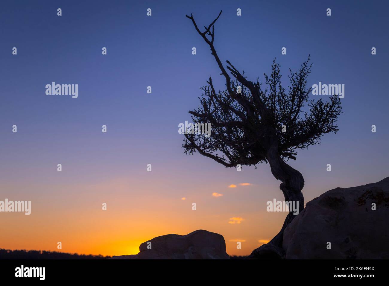 Lonely Juniper Baum Silhouette in Utah Park bei friedlicher Morgendämmerung , USA Stockfoto