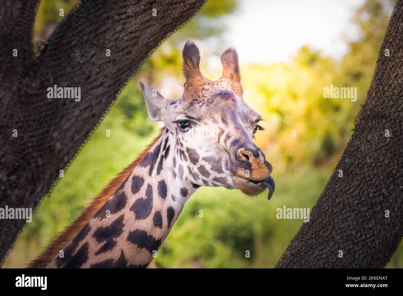 Giraffenkopf aus nächster Nähe in Kennya, Afrika Stockfoto