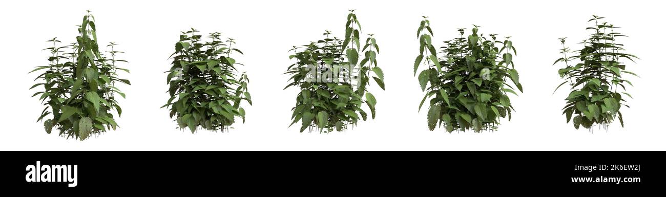 Satz von Grasbüschen isoliert auf weiß. Gewöhnliche Brennnessel. Brennnessel. Urtica dioica. 3D Abbildung Stockfoto