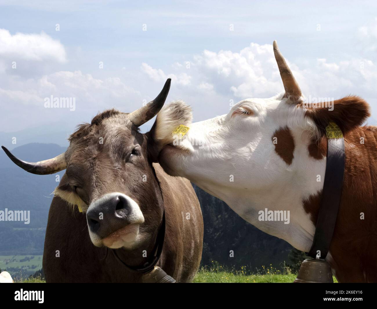 Glättet Alpenkühe, Nahaufnahme, Bayern, Deutschland Stockfoto