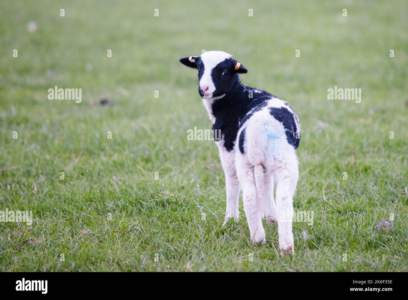 Ein entzückendes schwarz-weißes Lamm auf einem Feld Stockfoto