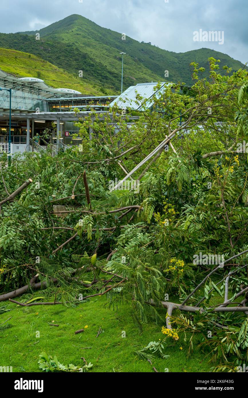 Trees Knocked down by Typhoon Vicente, Sunny Bay, Lantau Island, Hong Kong, Juli 2012 Stockfoto