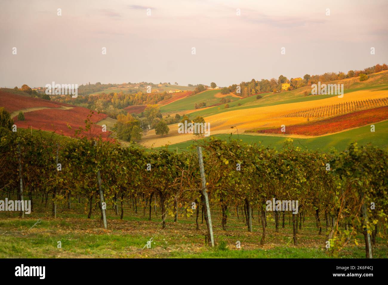 Herbstlandschaft, rote Weinberge in Castelvetro di Modena, Italien Stockfoto