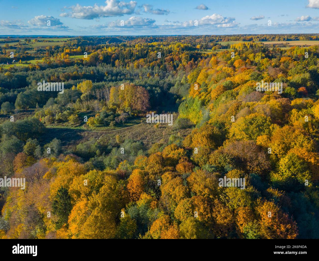 Luftaufnahmen im Herbst mit bunten Ahornbäumen Stockfoto