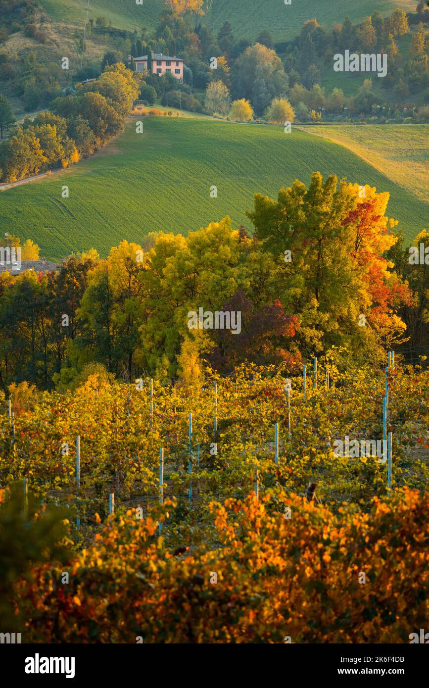 Herbstlandschaft, rote Weinberge in Castelvetro di Modena, Italien Stockfoto
