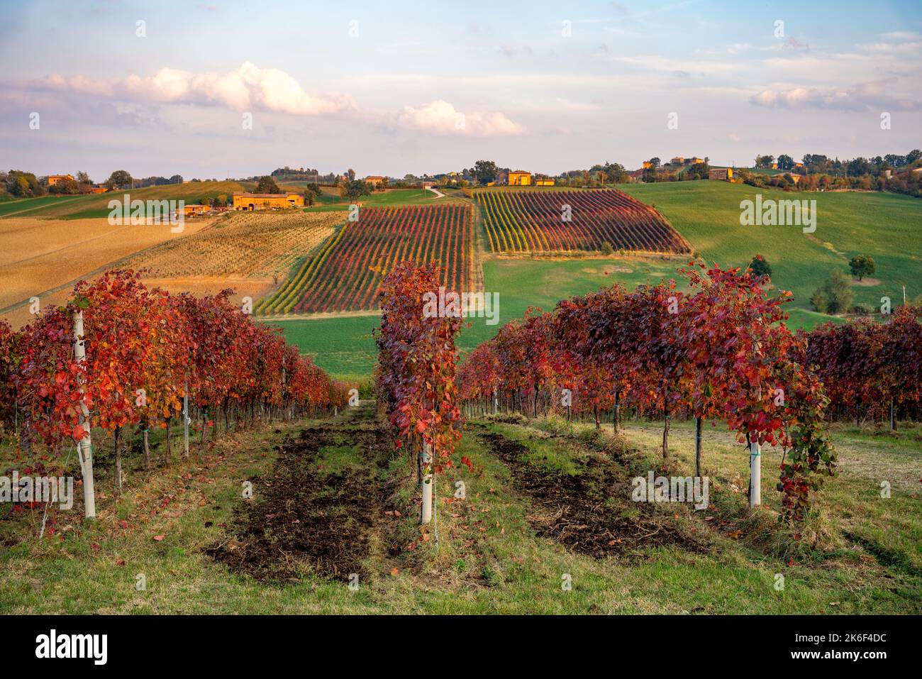 Herbstlandschaft, rote Weinberge in Castelvetro di Modena, Italien Stockfoto