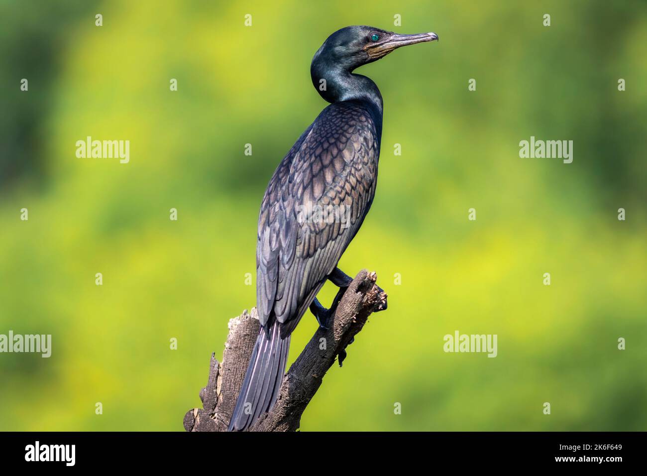 indischer Kormoran oder Indischer Shag oder Phalacrocorax fuscicollis Portrait nicht brütende Vogel mit blauer Iris auf natürlichem grünen Hintergrund bei keoladeo india Stockfoto