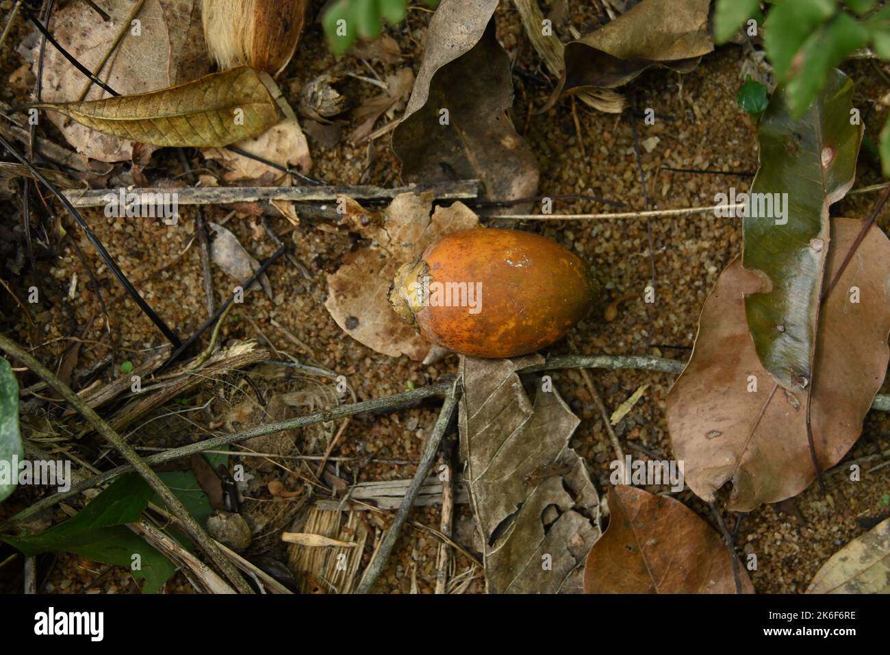 Draufsicht auf eine frische und reifen Areca-Nussfrucht, die in der Nähe der Areca-Palme gefallen ist, dieser Areca-Nusskern befindet sich auf dem Boden mit abgestorbenen Blättern im Wald ar Stockfoto