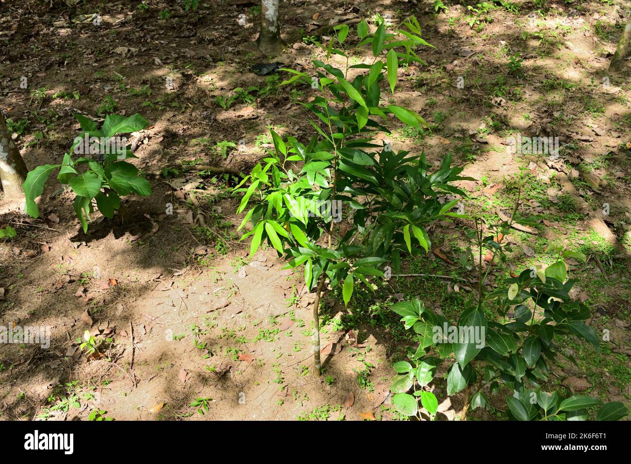 Bodenansicht einer Kautschukplantage in Sri Lanka mit Zusatzkulturen wie Zimt, Teak, Gyrinops Walla Pflanzen, die zwischen der leeren Fläche wachsen Stockfoto