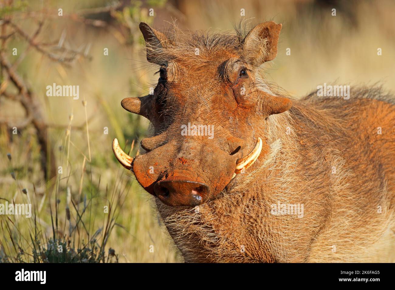 Porträt eines Warzenschweins (Phacochoerus africanus) in natürlichem Lebensraum, Südafrika Stockfoto