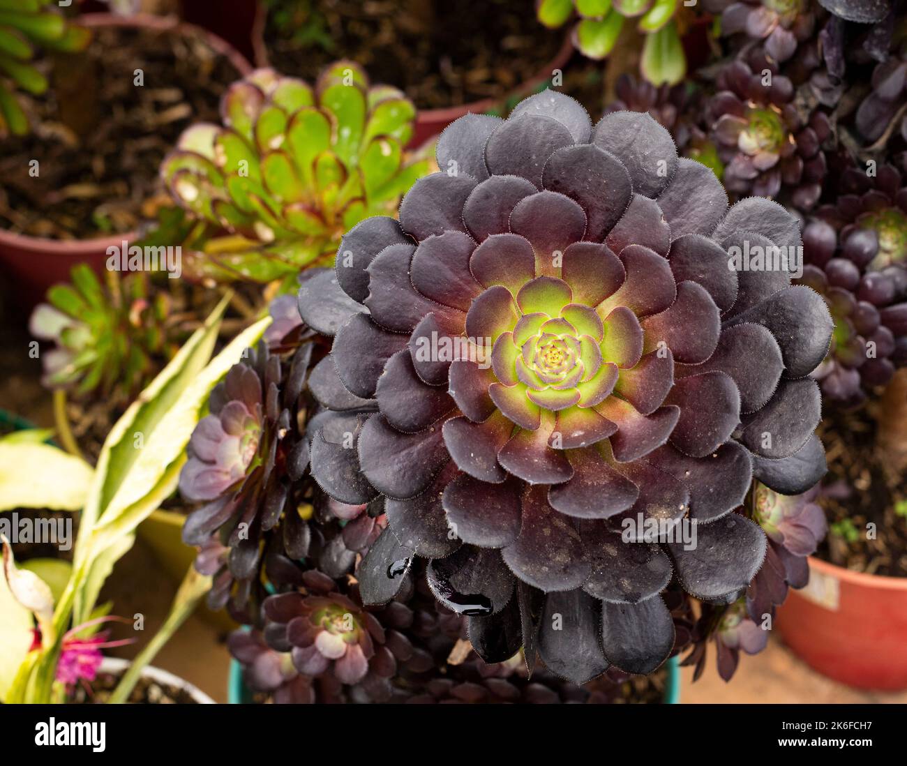 Aeonium arboreum zwartkop - schöner Garten sukkulent Stockfoto