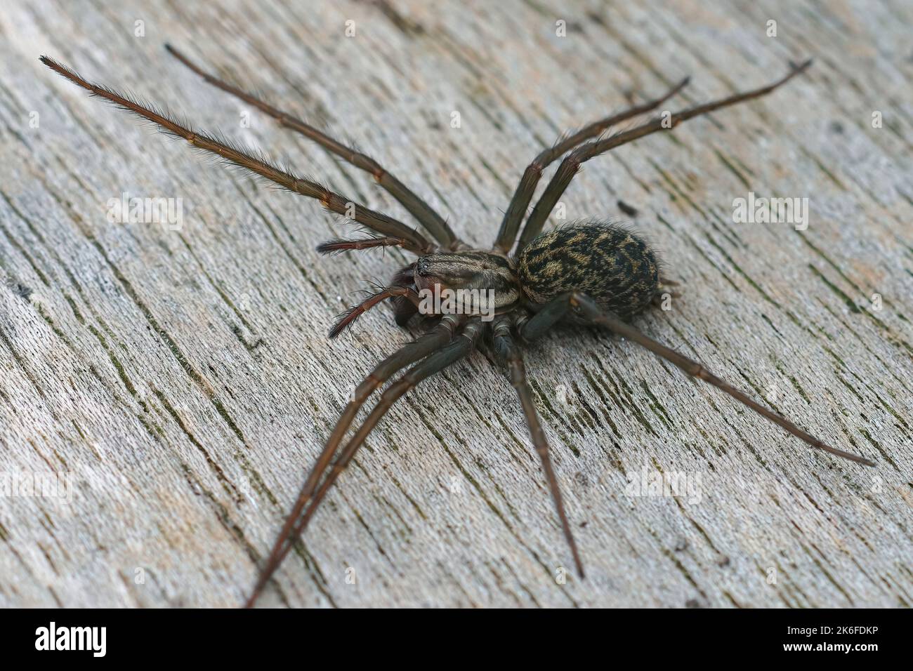 Eine Nahaufnahme der Spinne Eratigena atrica auf einer Holzoberfläche Stockfoto