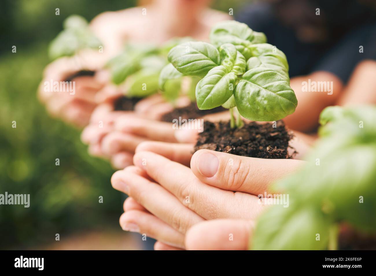 Umwelt, Nachhaltigkeit und Menschen Pflanzen Hände, Erdtag und Natur für die zukünftige Welt, Gemeindenwachstum und Hoffnung. Nahaufnahme des Blattes im Boden Stockfoto