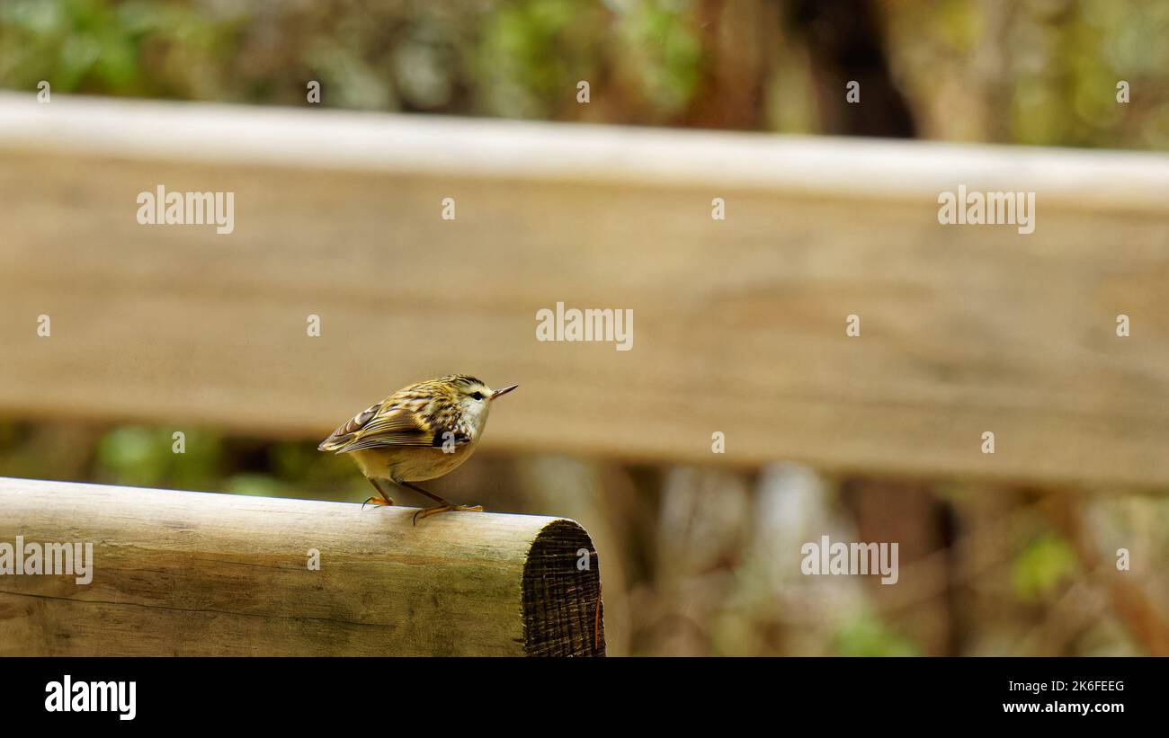 Rifleman, Neuseelands kleinster Vogel, Kahurangi National Park, Südinsel, Nelson Tasman Region, Aotearoa / Neuseeland. Stockfoto