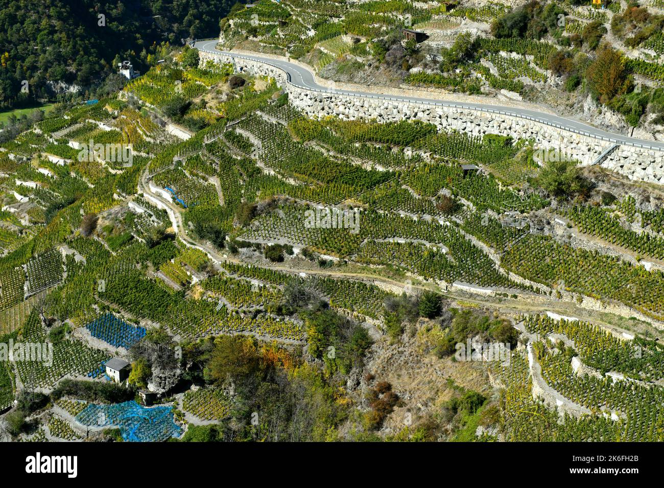 Kleine Weinberge auf dem höchsten Weinberg der Schweiz, Bächij, Heidadorf Visperterminen, Wallis, Schweiz Stockfoto