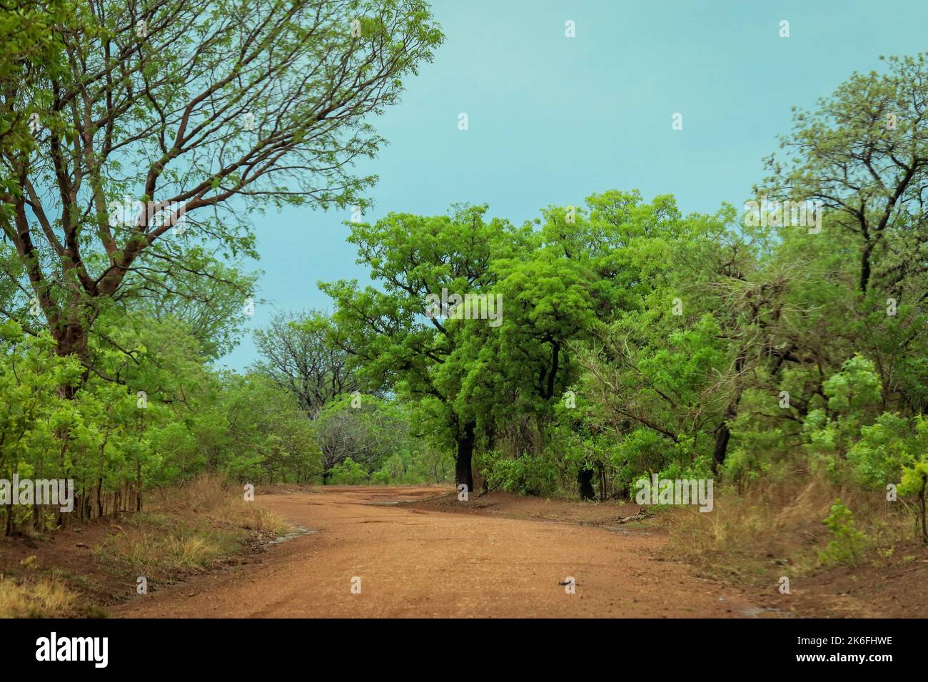 Leere Straße mit orangefarbenem Sand und grünen Bäumen im Mole National Park, dem größten Tierschutzgebiet Ghanas, Westafrika Stockfoto