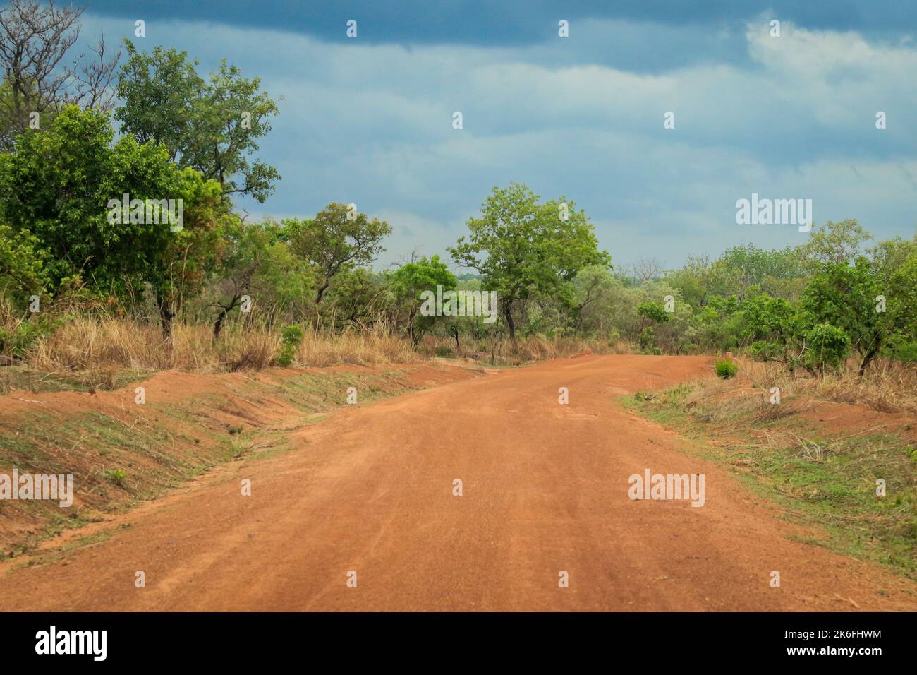 Leere Straße mit orangefarbenem Sand und grünen Bäumen im Mole National Park, dem größten Tierschutzgebiet Ghanas, Westafrika Stockfoto