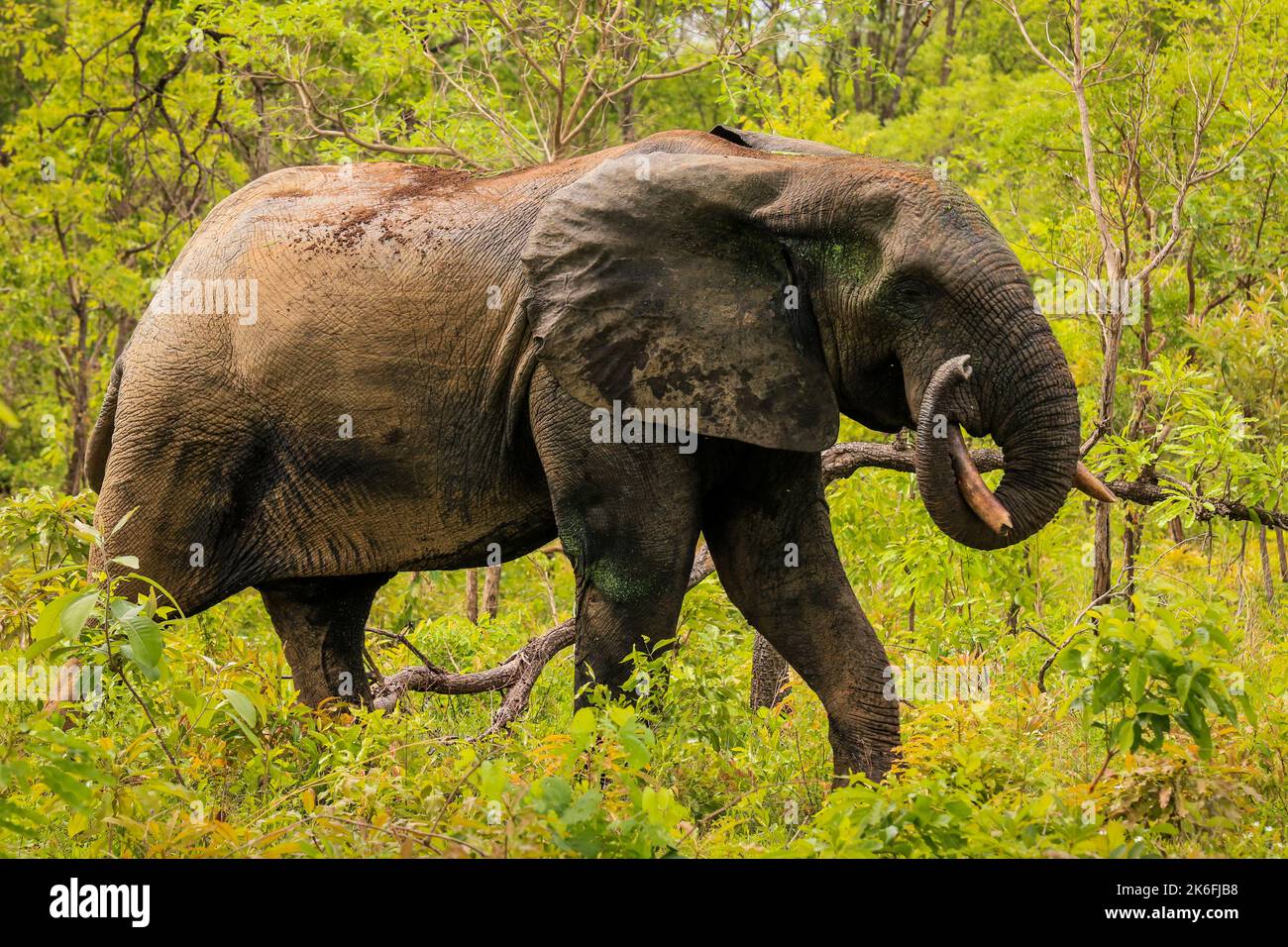 Wunderschöne wilde afrikanische Elefanten im Mole National Park, dem größten Tierschutzgebiet in Ghana, Westafrika Stockfoto
