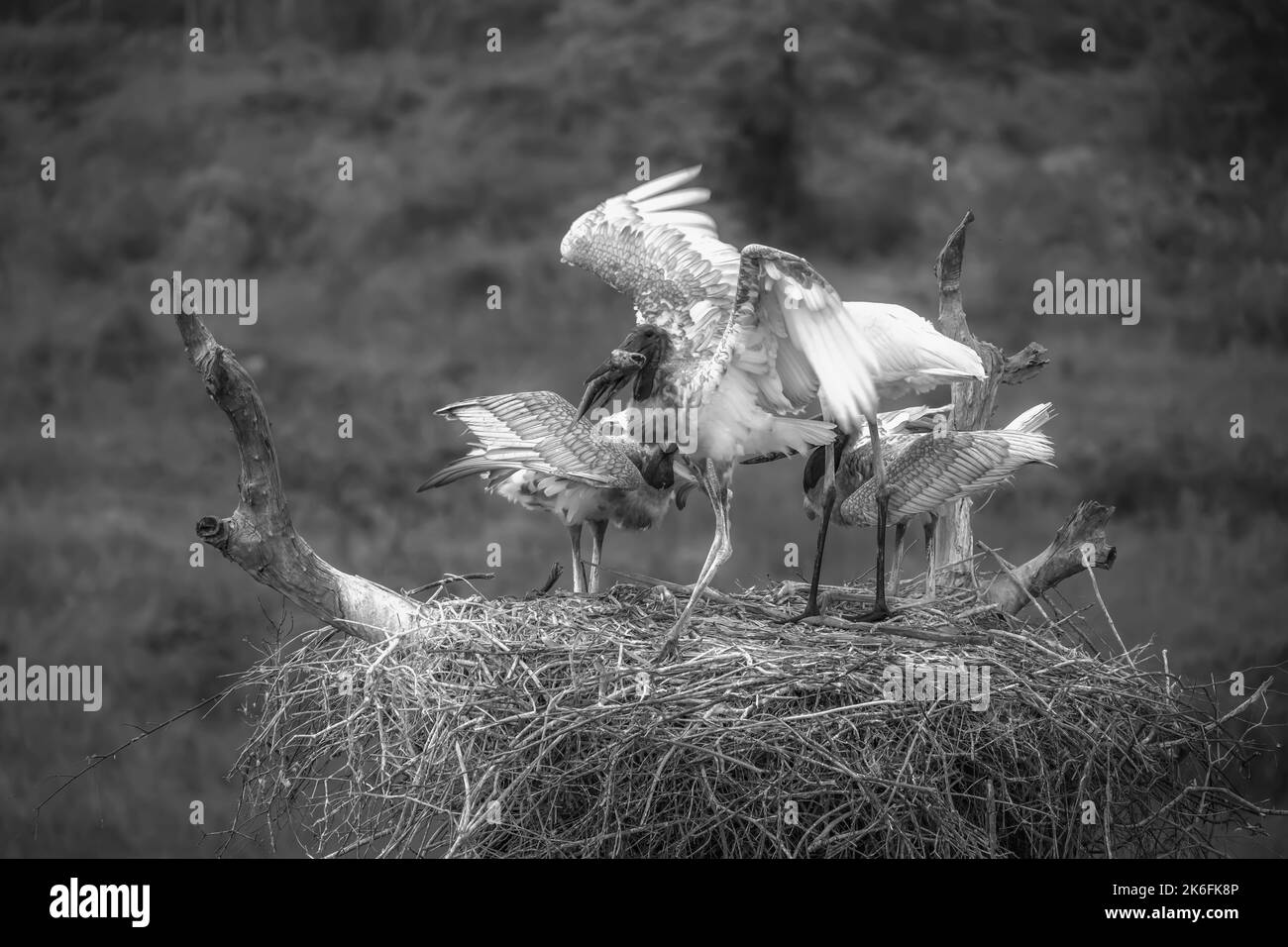 Schwarz-weißes Bild von Jabiru-Störchen auf einem Nest - Erwachsene und junge - Fütterung Stockfoto