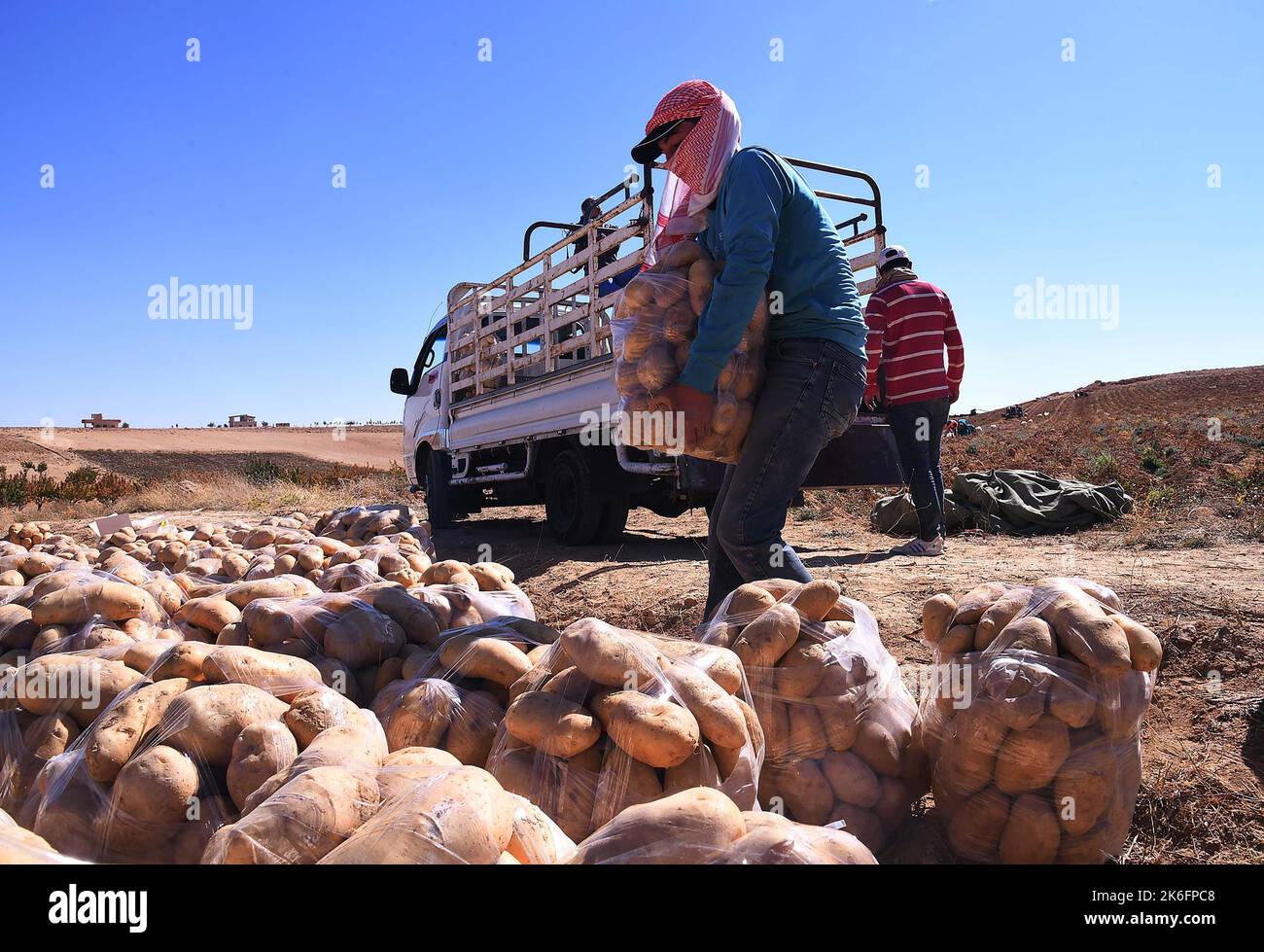 Damaskus, Syrien. 13. Oktober 2022. Bauern ernten Kartoffeln in der rauen Region al-Qalamoun, nördlich von Damaskus, der Hauptstadt Syriens, 13. Oktober 2022. Quelle: Ammar Safarjalani/Xinhua/Alamy Live News Stockfoto