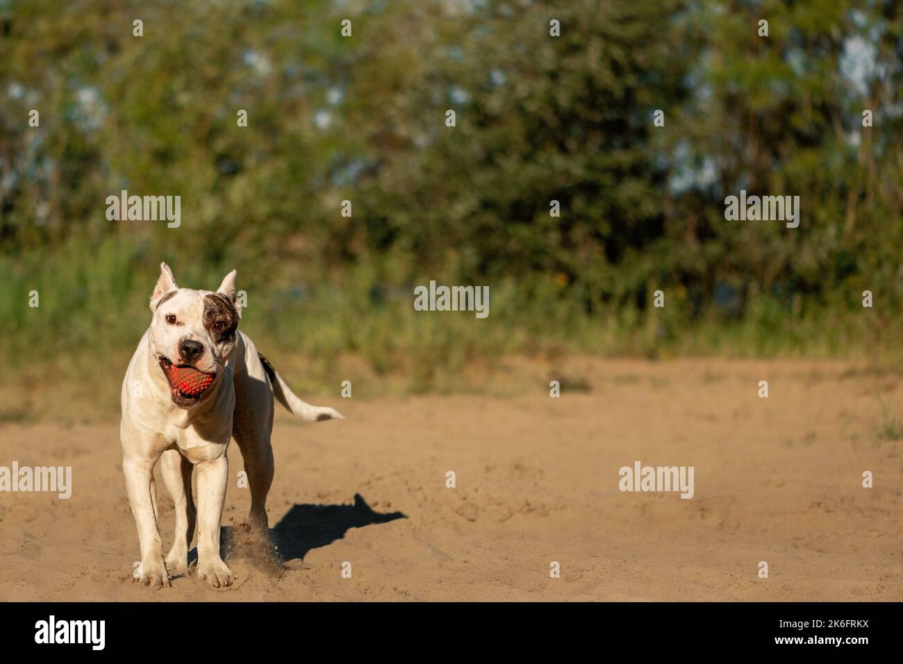 Fröhlicher Hund mit rotem Spielzeug im Mund auf Sand in ländlichen Stockfoto