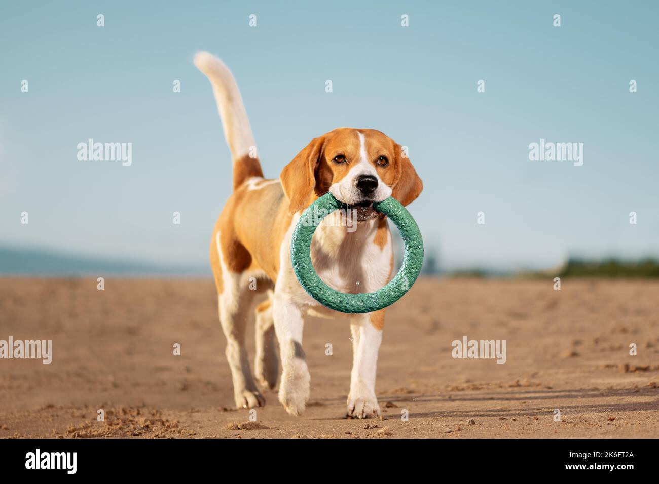 Glücklicher Hund mit Ringspielzeug im Mund, der auf Sand läuft. Stockfoto