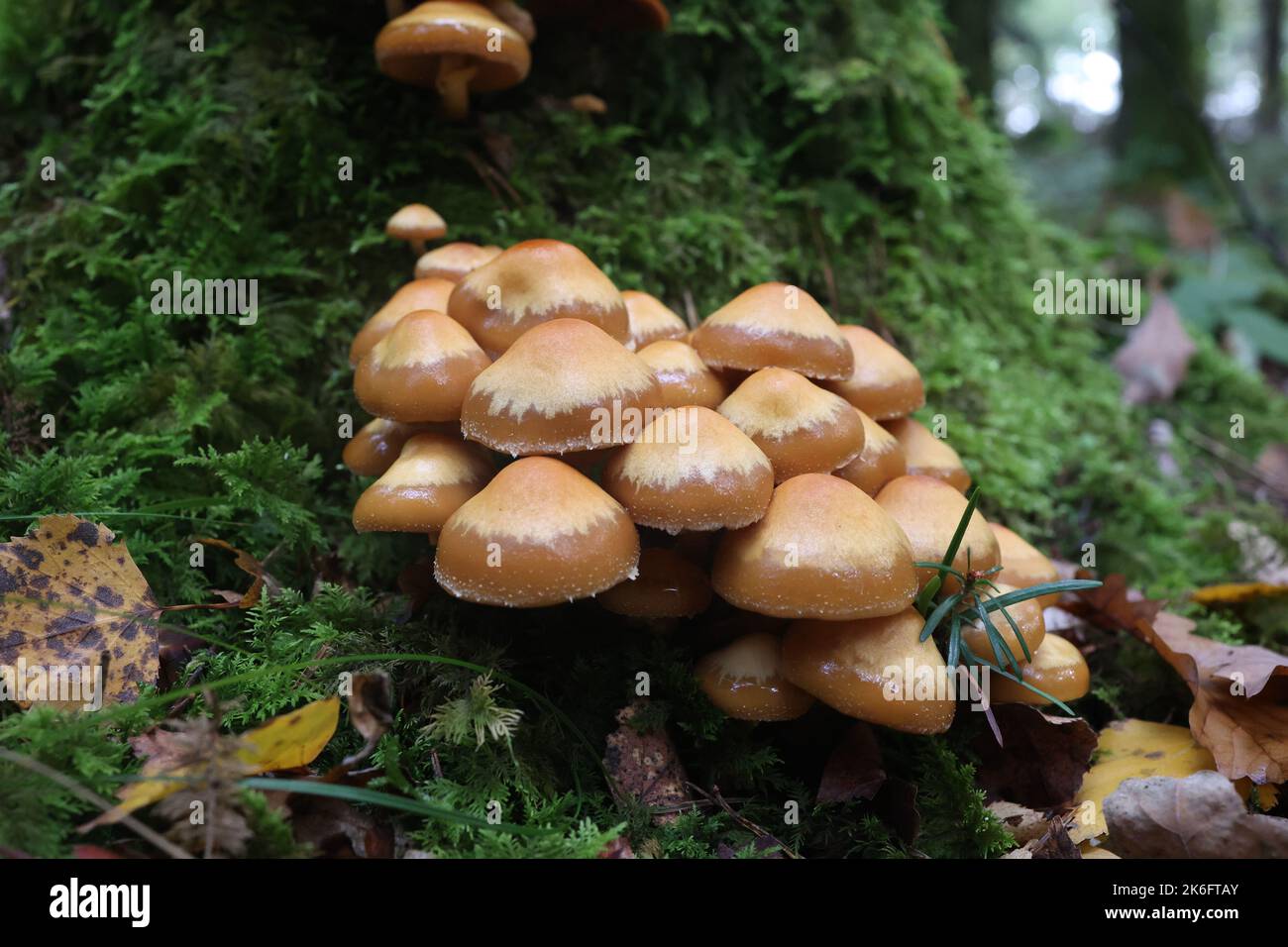 Herbstpilze wachsen im Wald auf einem Stumpf Stockfoto