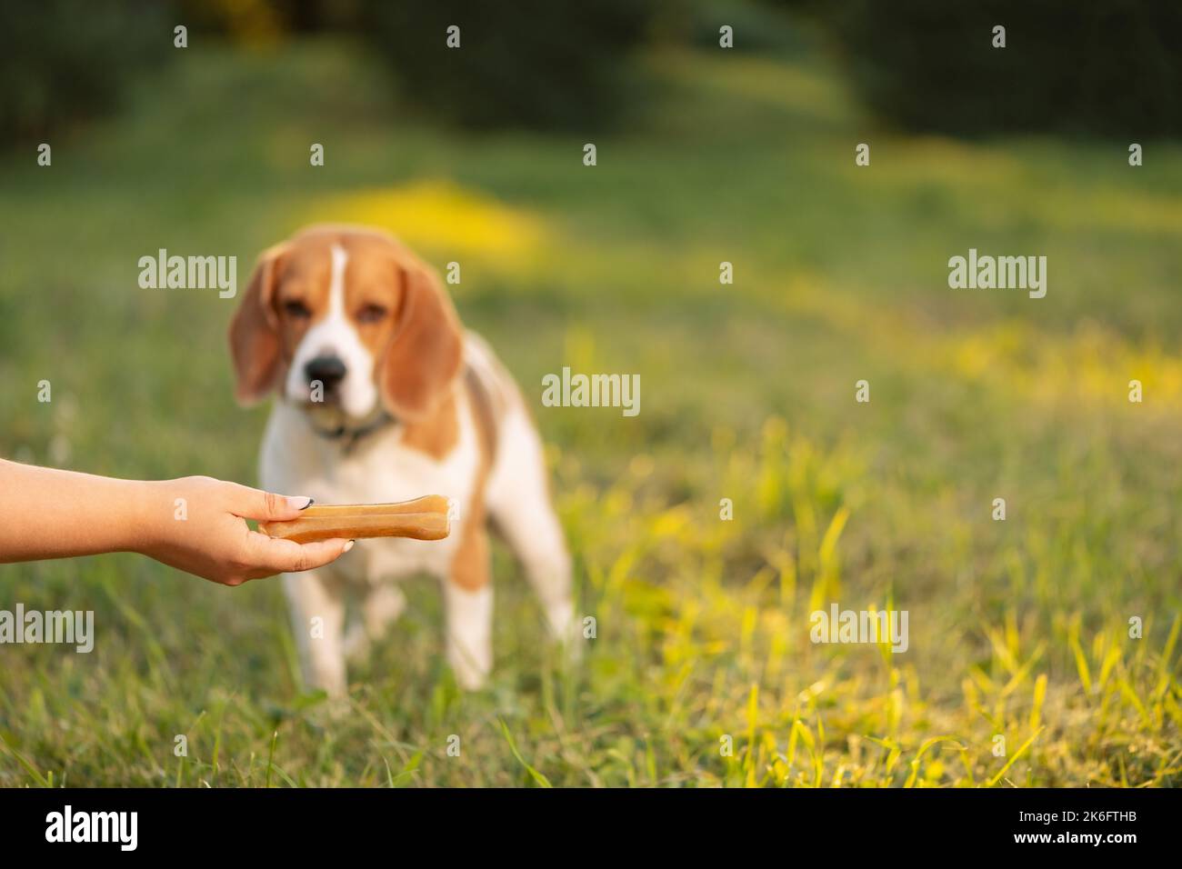 Kauknochen für Hund in weiblicher Hand auf verschwommenem Hintergrund. Stockfoto