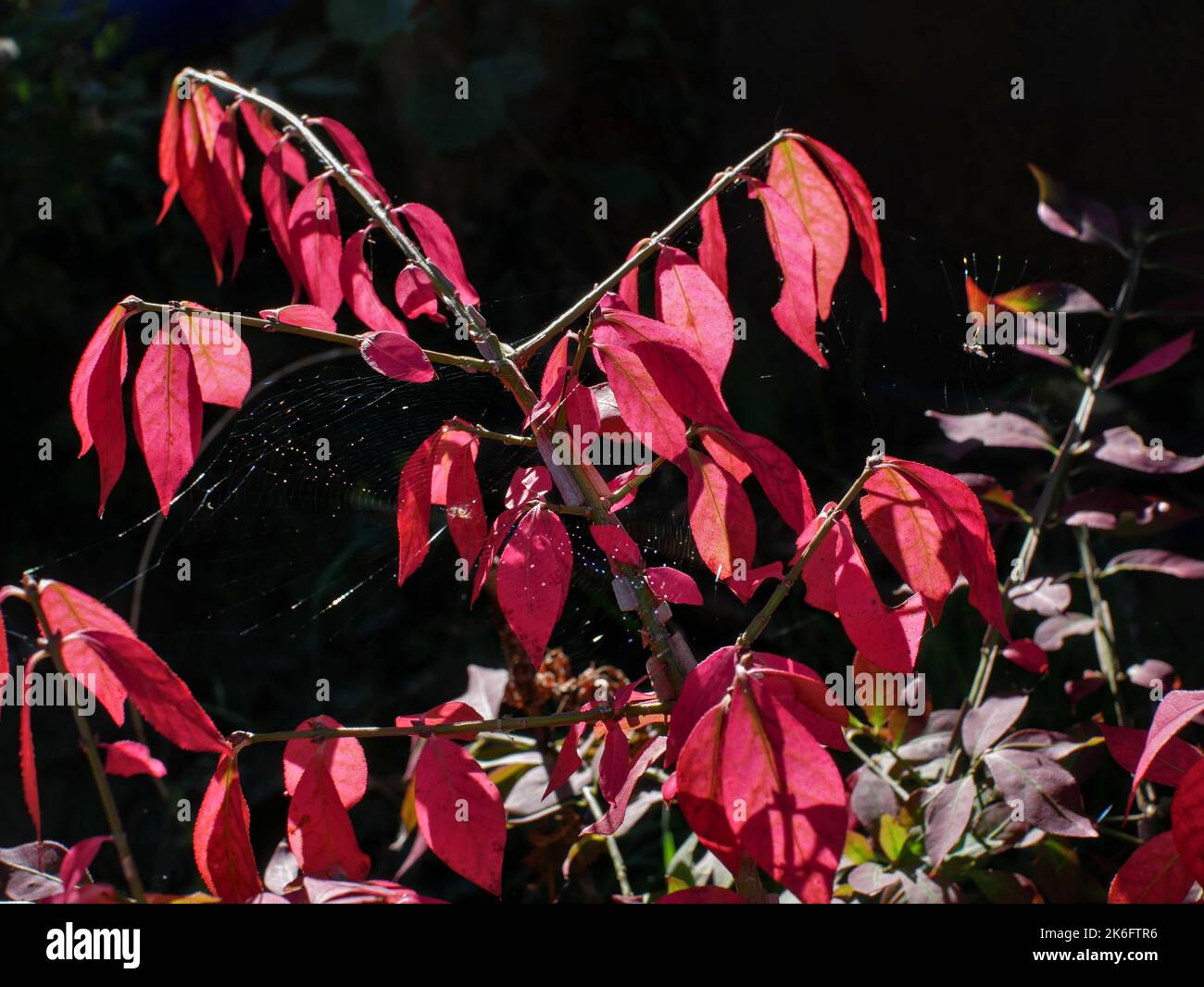Ast von geflügeltem Spindelbaum, Fusain, (euonymus alatus) mit seiner herbstlich rosa Farbe, auf dunklem Grund. Stockfoto