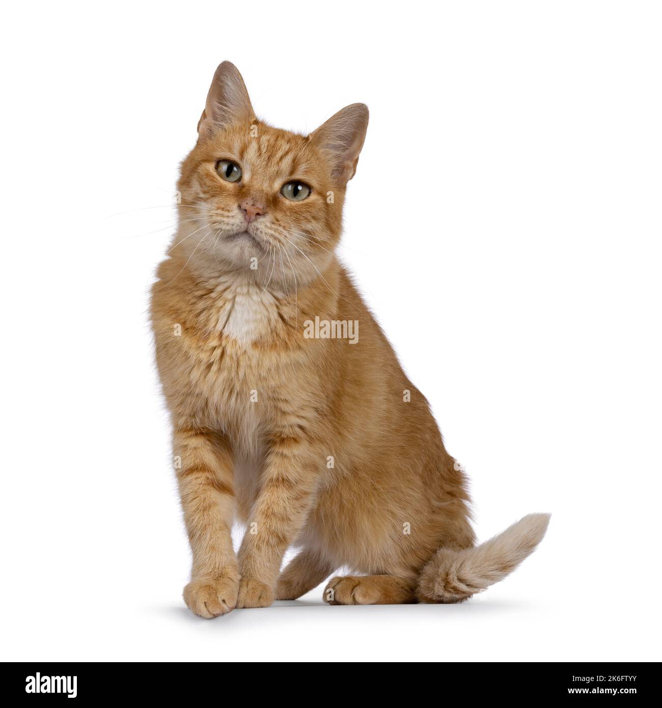 Erwachsene süße rote Hauskatze, die vorne am Rand steht. Blick auf die Kamera mit schönen grünen Augen. Isoliert auf weißem Hintergrund. Stockfoto