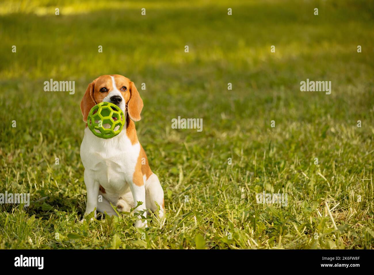 Hund mit grünem Haustier Spielzeug im Mund sitzt auf Gras Stockfoto
