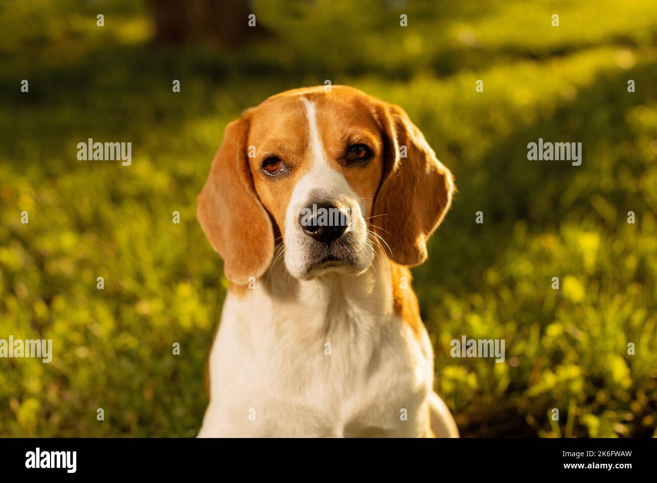 Niedlicher Hund sitzt auf Gras bei Sonnenuntergang und Blick auf die Kamera, Nahaufnahme Porträt Stockfoto