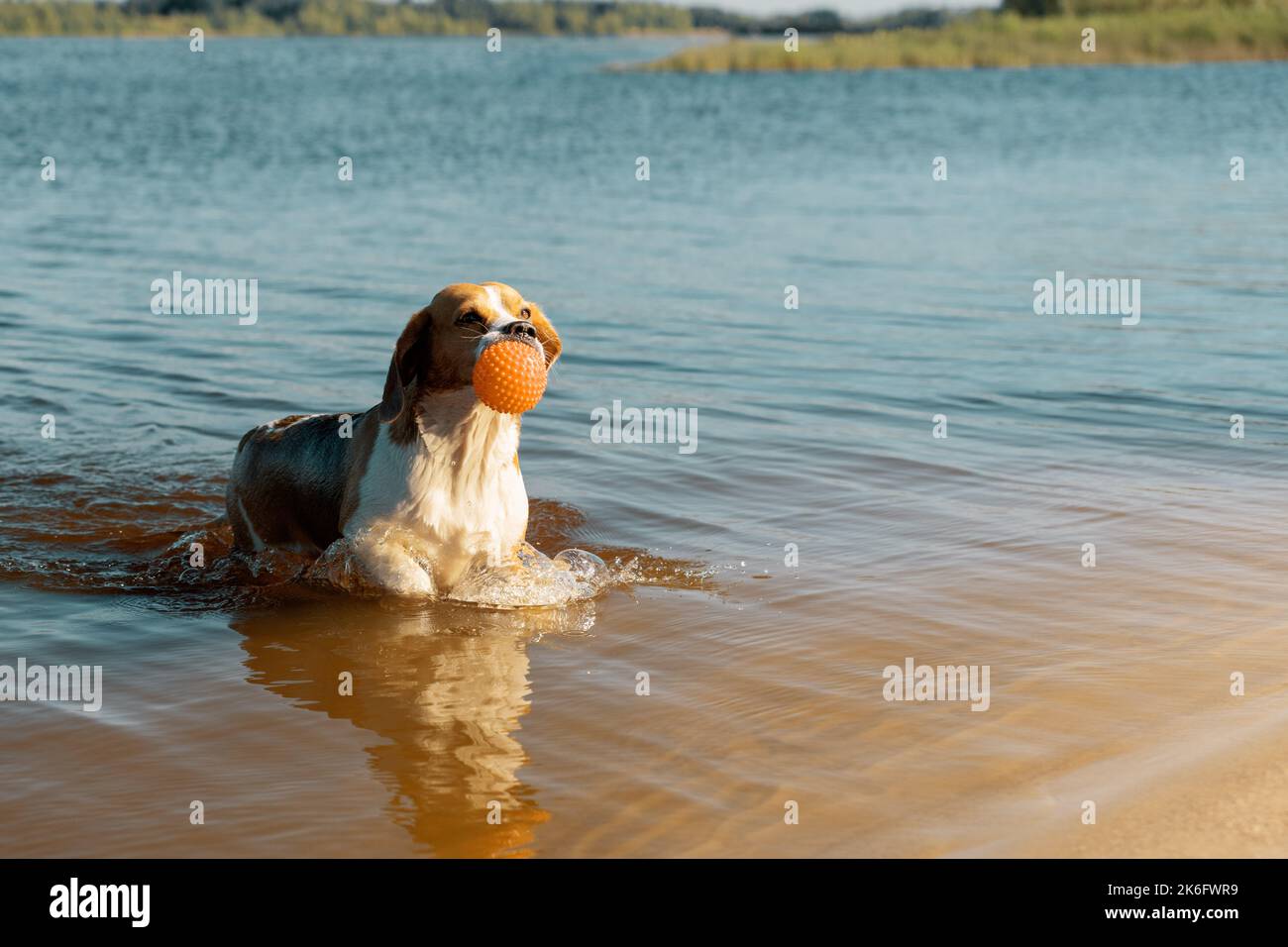 Hund mit Spielzeug im Mund, der aus dem Fluss kommt Stockfoto