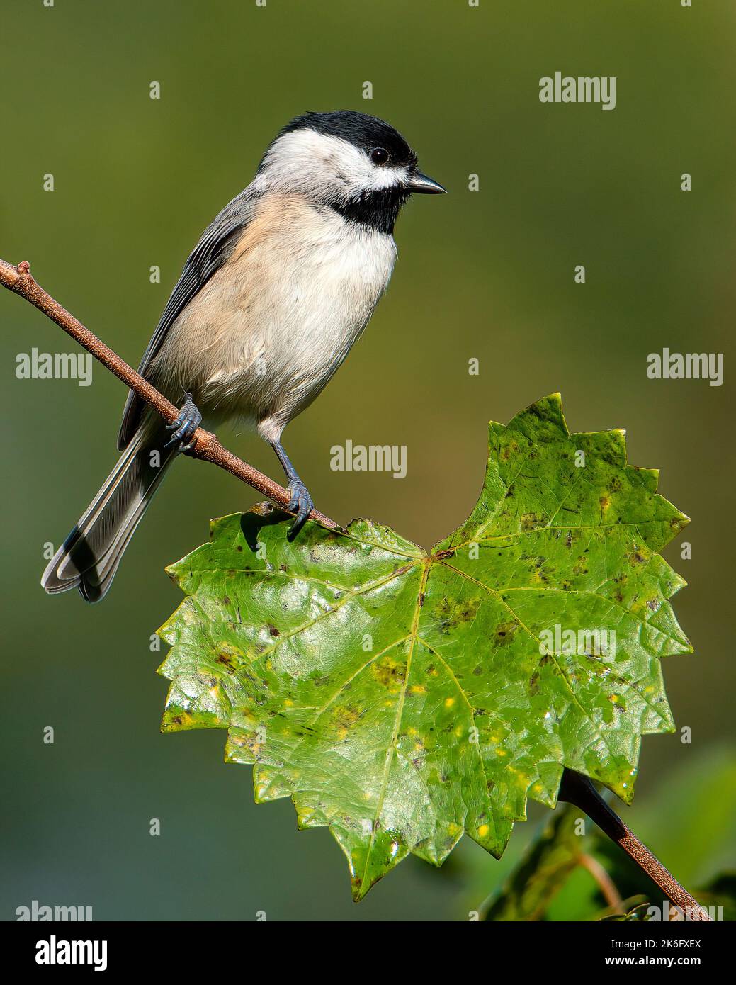 Carolina Chickadee thronte auf Einer Muscadine, die nach rechts schaute Stockfoto