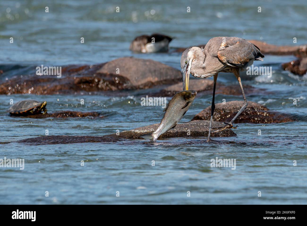 Great Blue Heron Speared Eine große Shad, Essen Einen großen Süßwasserfisch Stockfoto