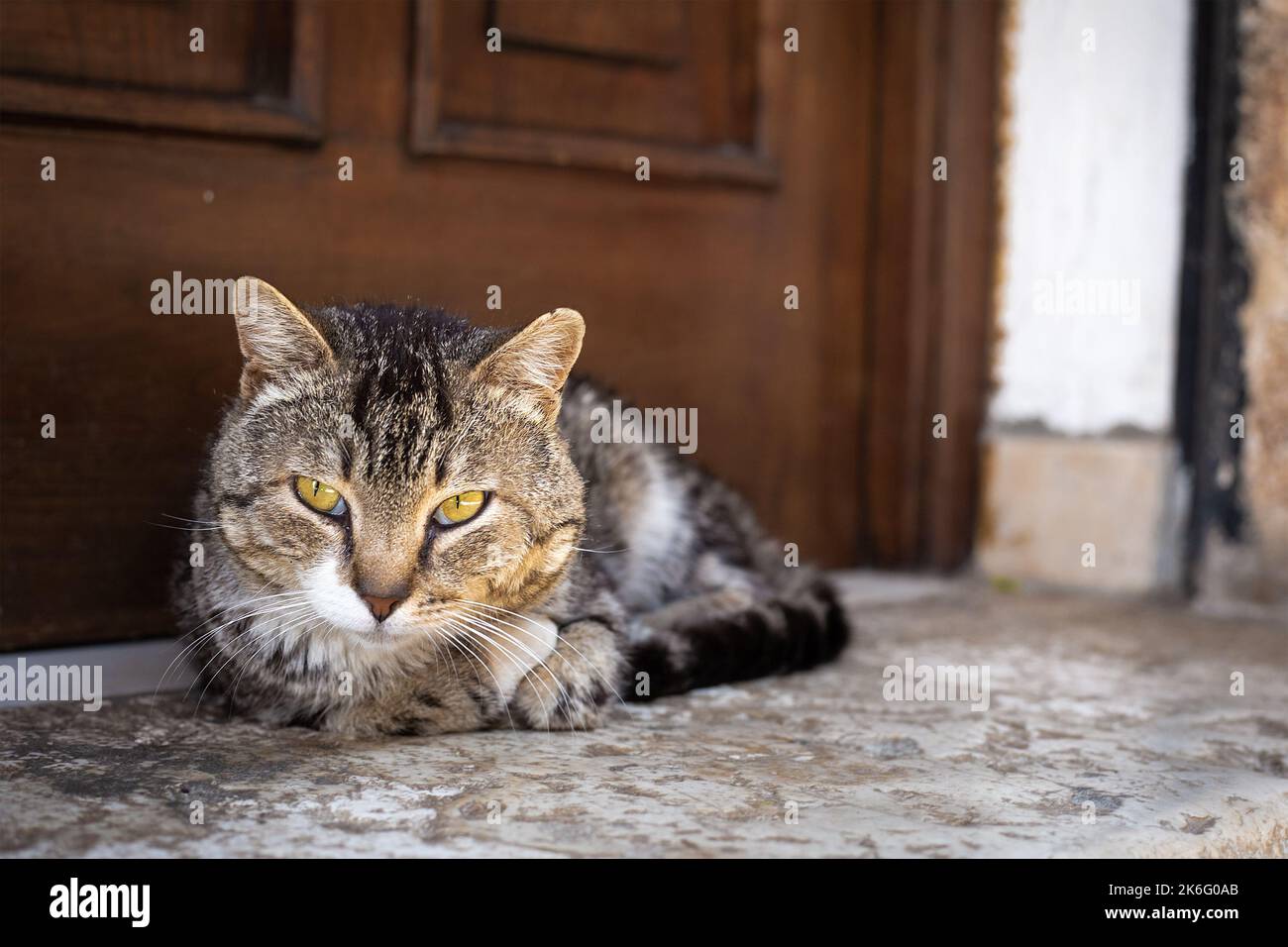 Vor der Eingangstür liegt eine heimatlose Tigerkatze. Heimische Raubtiere blicken geradeaus. Haustiere im Freien. Nahaufnahme Porträt des Vagabunden Tier Stockfoto